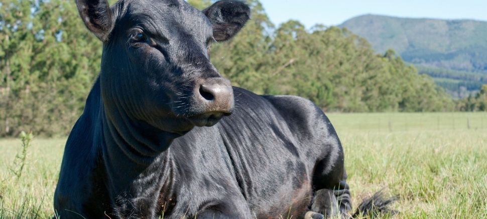 Conosci i benefici della carne Grass Fed?